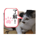 うちのニャンコロベー（個別スタンプ：4）