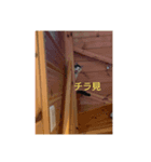 うちのニャンコロベー（個別スタンプ：6）