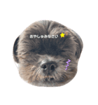 チワシーOLEO ＆ シュナウザーBISCO（個別スタンプ：1）
