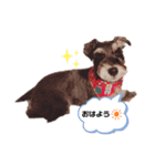 チワシーOLEO ＆ シュナウザーBISCO（個別スタンプ：3）