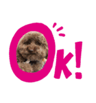 愛犬リール（個別スタンプ：14）