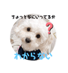 umiのスタンプ（個別スタンプ：4）