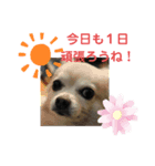 ロンくんの日常会話（個別スタンプ：8）