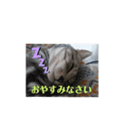 我輩はビビである！（個別スタンプ：1）