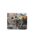 我輩はビビである！（個別スタンプ：13）