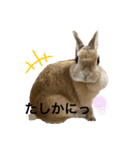 ウサギののきなこ（個別スタンプ：3）