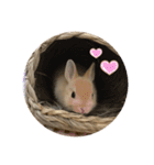 ウサギののきなこ（個別スタンプ：12）