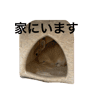 ウサギののきなこ（個別スタンプ：19）