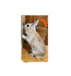 ウサギののきなこ（個別スタンプ：20）