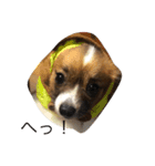 愛犬カナ（個別スタンプ：1）