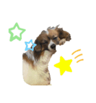 愛犬カナ（個別スタンプ：3）