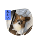 愛犬カナ（個別スタンプ：4）