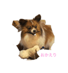 愛犬カナ（個別スタンプ：5）