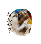 愛犬カナ（個別スタンプ：6）