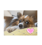 愛犬カナ（個別スタンプ：7）