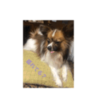愛犬カナ（個別スタンプ：8）