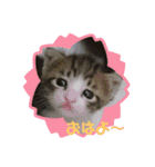 ぴよ＆トロ（個別スタンプ：2）