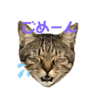 ぴよ＆トロ（個別スタンプ：14）