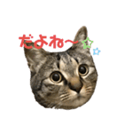 ぴよ＆トロ（個別スタンプ：17）