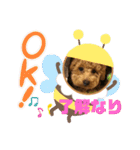 トイプー❤️ショコロン❤️家族用（個別スタンプ：1）