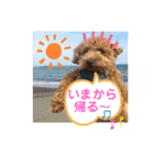 トイプー❤️ショコロン❤️家族用（個別スタンプ：2）