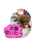 トイプー❤️ショコロン❤️家族用（個別スタンプ：5）