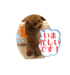 トイプー❤️ショコロン❤️家族用（個別スタンプ：7）