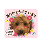 トイプー❤️ショコロン❤️家族用（個別スタンプ：10）