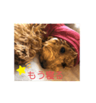 トイプー❤️ショコロン❤️家族用（個別スタンプ：12）