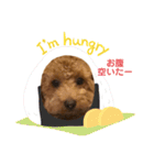 トイプー❤️ショコロン❤️家族用（個別スタンプ：14）