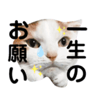 猫のぺろさん（個別スタンプ：1）