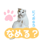 猫のぺろさん（個別スタンプ：2）