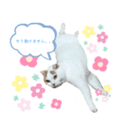 猫のぺろさん（個別スタンプ：3）