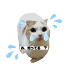 猫のぺろさん（個別スタンプ：5）