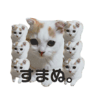 猫のぺろさん（個別スタンプ：6）
