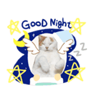 猫のぺろさん（個別スタンプ：7）