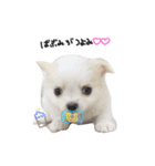 COACH ①（個別スタンプ：6）