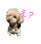 可愛いトイプードルちゃん（個別スタンプ：4）