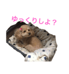 可愛いトイプードルちゃん（個別スタンプ：7）