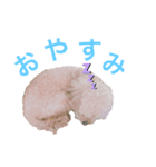 可愛いトイプードルちゃん（個別スタンプ：8）