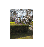 桜、咲く（個別スタンプ：1）