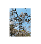 桜、咲く（個別スタンプ：2）