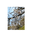 桜、咲く（個別スタンプ：3）