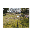 桜、咲く（個別スタンプ：4）