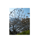 桜、咲く（個別スタンプ：5）