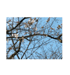 桜、咲く（個別スタンプ：6）