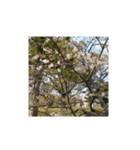 桜、咲く（個別スタンプ：7）