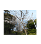 桜、咲く（個別スタンプ：8）