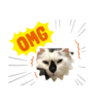 鼻黒ハッピー（個別スタンプ：1）