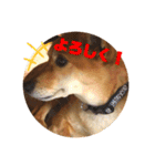 今日も元気だ！Mydog 2（個別スタンプ：1）